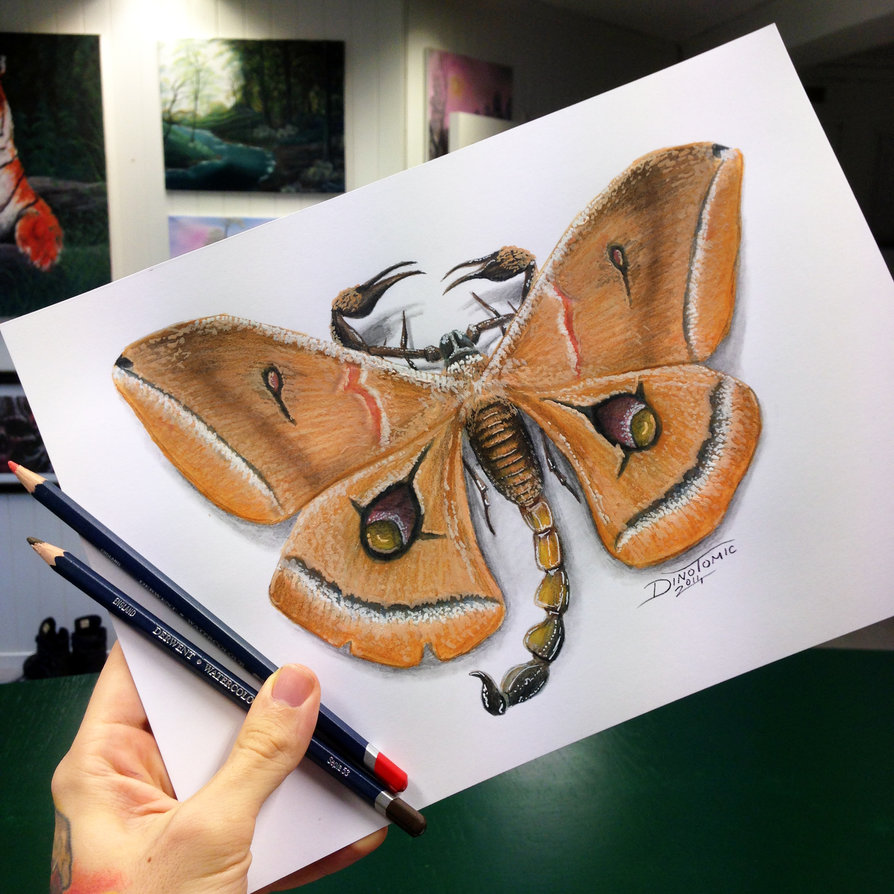 894x894 Scorpion Moth Pencil Drawing By Atomiccircus