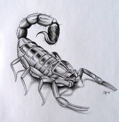 236x242 Scorpion Tattoo Design On A Man's Arm Body Tattoos