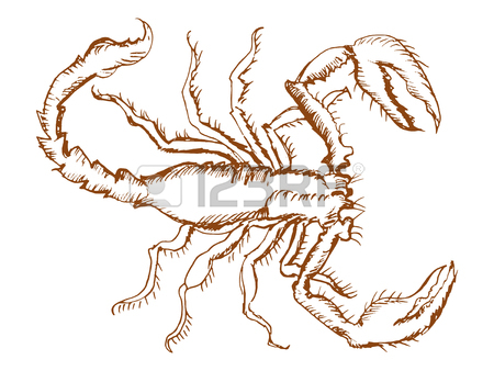 450x338 321 Drawn Scorpion Cliparts, Stock Vector And Royalty Free Drawn