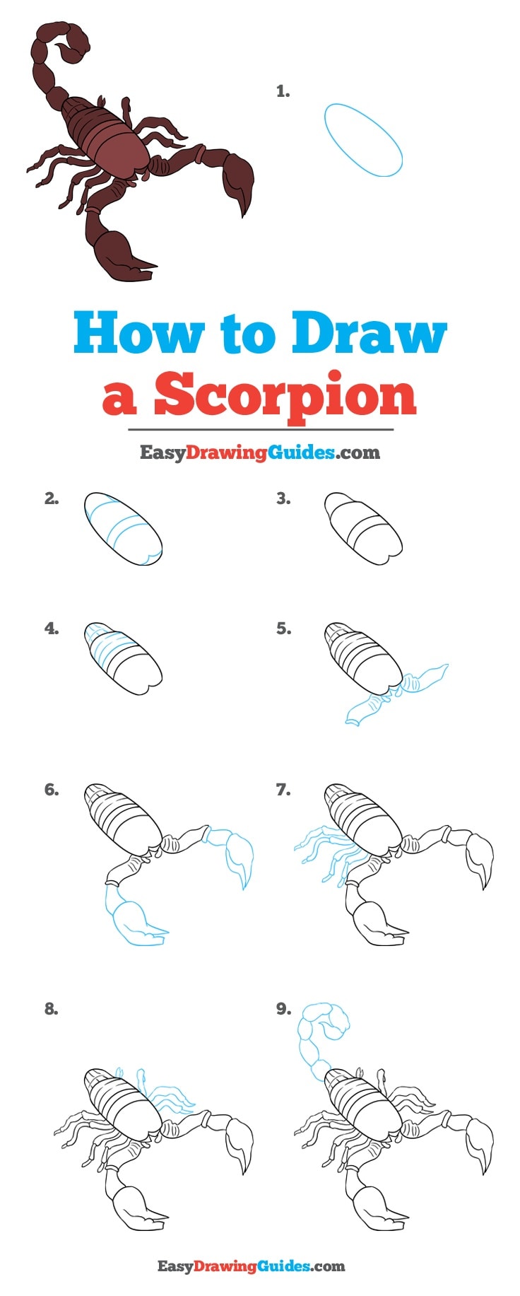 736x1833 How To Draw A Scorpion