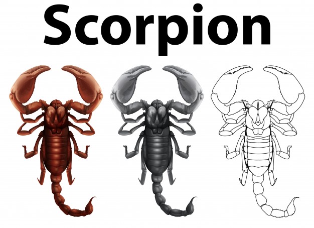 626x454 Scorpion Vectors, Photos And Psd Files Free Download