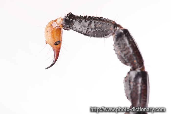 700x466 Scorpion Tail