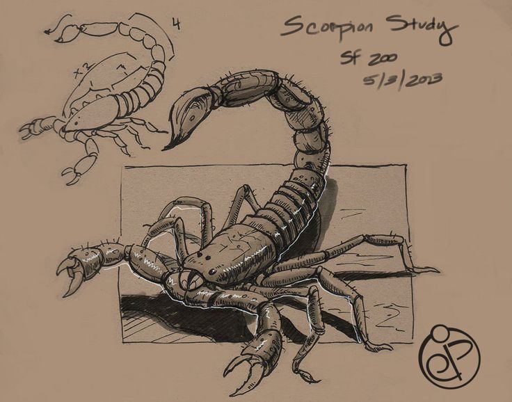 736x578 18 Best Scorpion Images On Scorpion, Scorpio And Insects