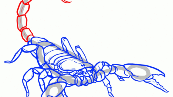 570x320 Drawings Of Scorpions How To Draw Scorpions Step Step Bugs Animals