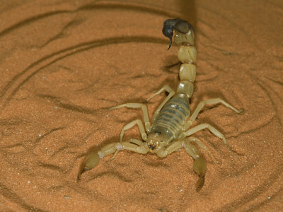 400x300 Drawings Of Scorpions Tips On How To Draw A Scorpion