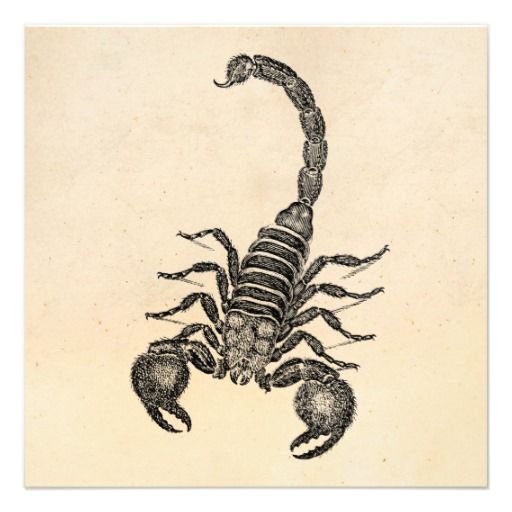 512x512 Vintage 1800s Scorpion Illustration
