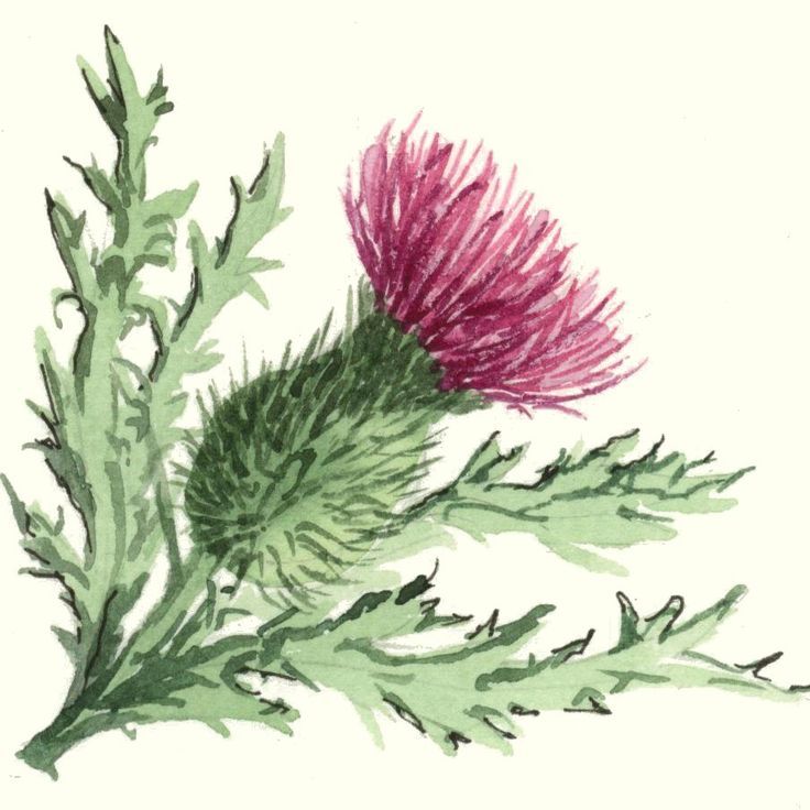 736x736 Afbeeldingsresultaat Voor Sketch Scottish Thistle Botanical Art