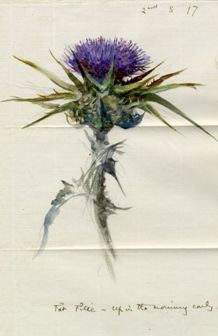 218x336 Botanical Painting By John Ruskin ~ Scottish Thistle. Scotland