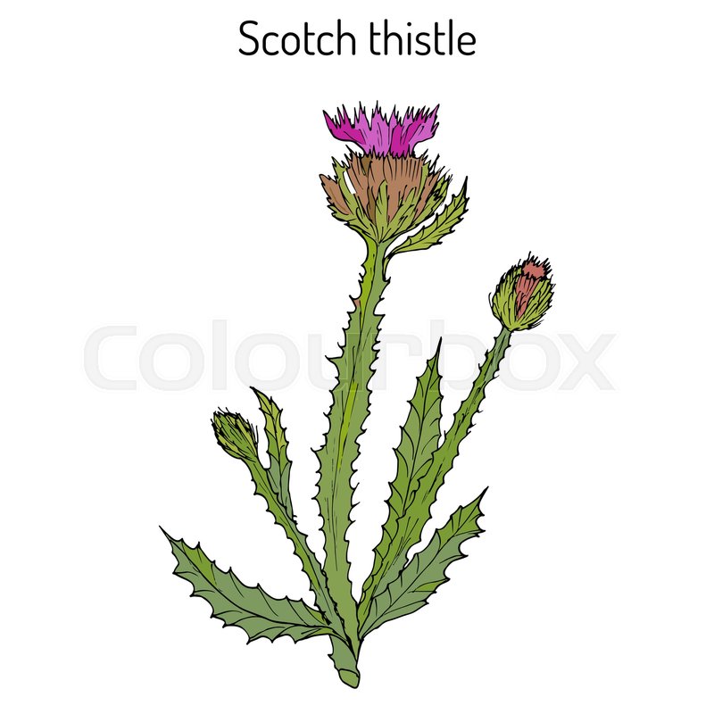 800x800 Cotton Or Scotch Thistle (Onopordum Acanthium), Medicinal Plant