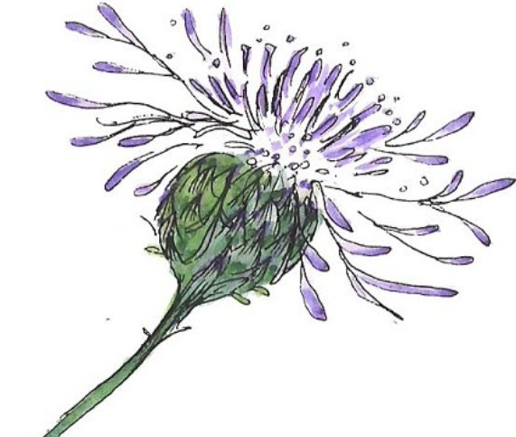 571x483 Love This Drawing Of A Thistle! Going To Try Something Like It