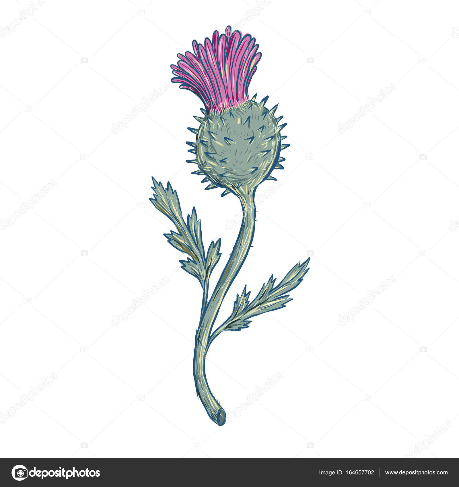1600x1700 Scottish Thistle Drawing Stock Vector Patrimonio