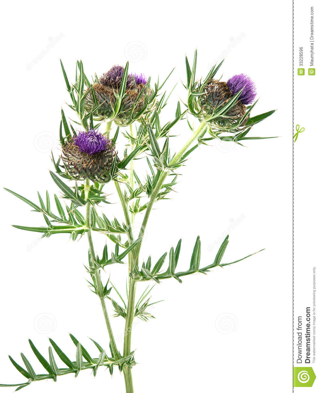 1059x1300 Thistle Royalty Free Stock Image