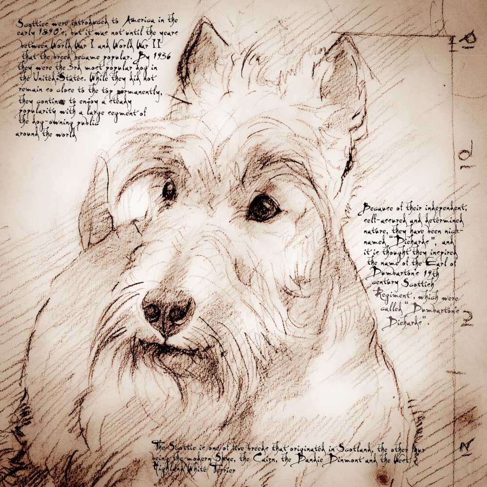 1000x1000 Scottish Terrier Face Detail Of A Da Vinci Style Drawing