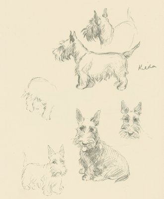 330x399 This Original Antique Scottie Dog Print, Is From A Series Of Well