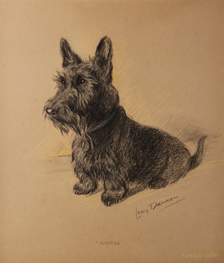 736x863 143 Best Scottie Illustrations