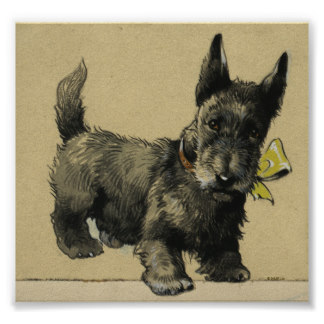 324x324 Scottish Terrier Drawing Gifts On Zazzle