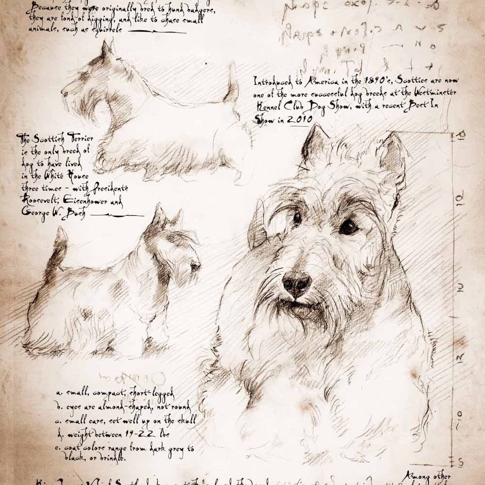 1000x1000 Scottish Terrier Study A Full Size Da Vinci Style Drawing