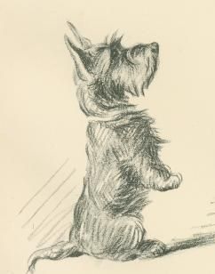 242x308 Scottish Terrier By Lucy Dawson Scotties And More