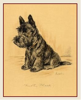264x325 Little Scottie Drawing Lucy Dawson Scottish Terrier