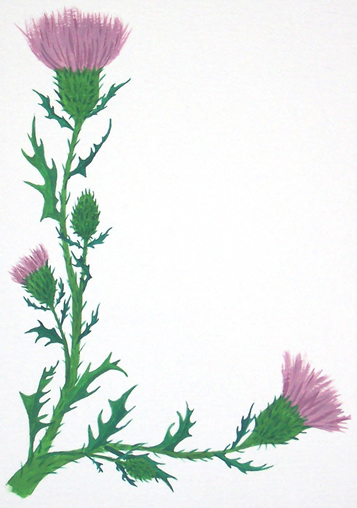 357x508 Scottish Thistle Scroll Blank