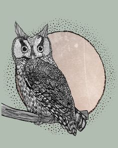 236x295 Barn Owl Pinned By Owls Owl