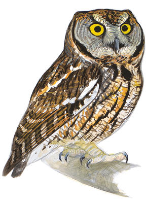 Screech Owl Drawing at GetDrawings | Free download