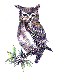 204x260 Eastern Screech Owl Drawing Drawing By Fr. Cyprian