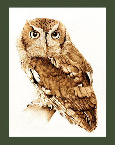 395x500 Eastern Screech Owl Drawing By Cate Mccauley
