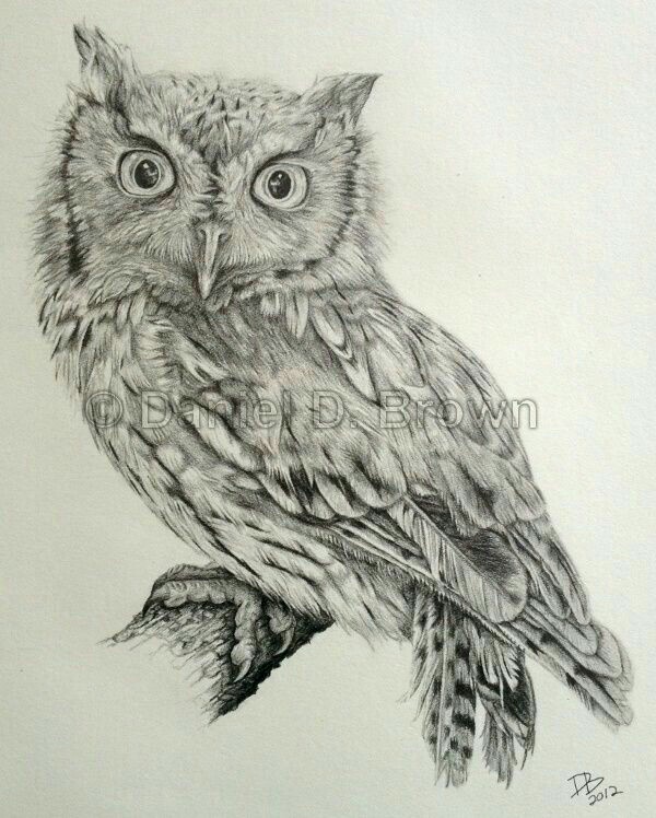 600x748 Pin By Susan Carrell On Owl Sketches Owl, Owl Art