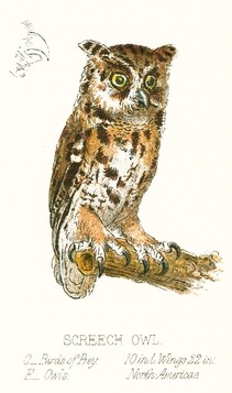 211x357 Vintage Screech Owl Drawing