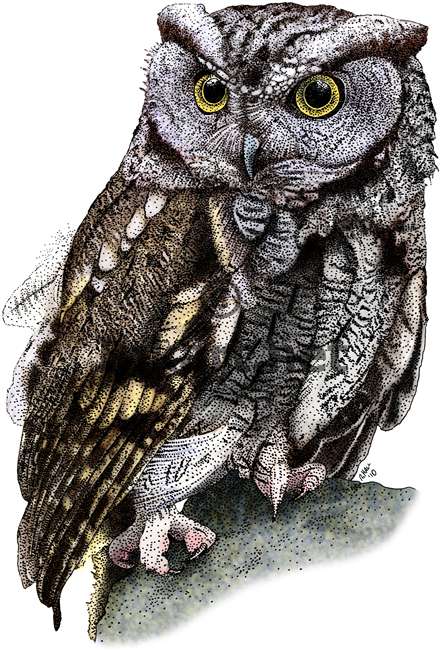 442x650 Western Screech Owl Stock Art Illustration