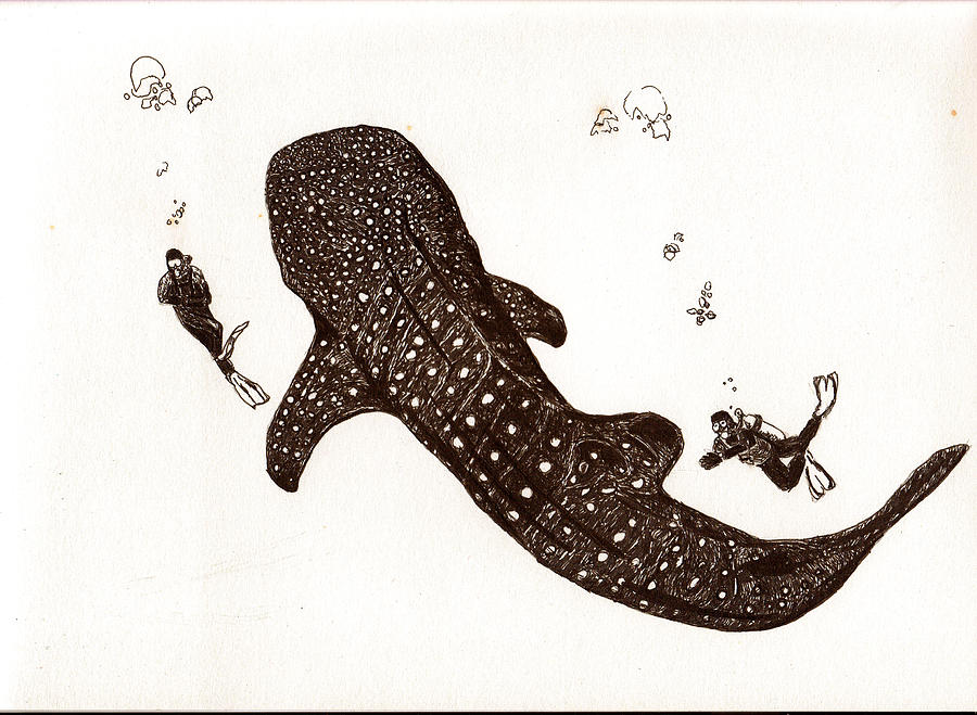 900x659 Whaleshark Drawing By Sheryl Brandes