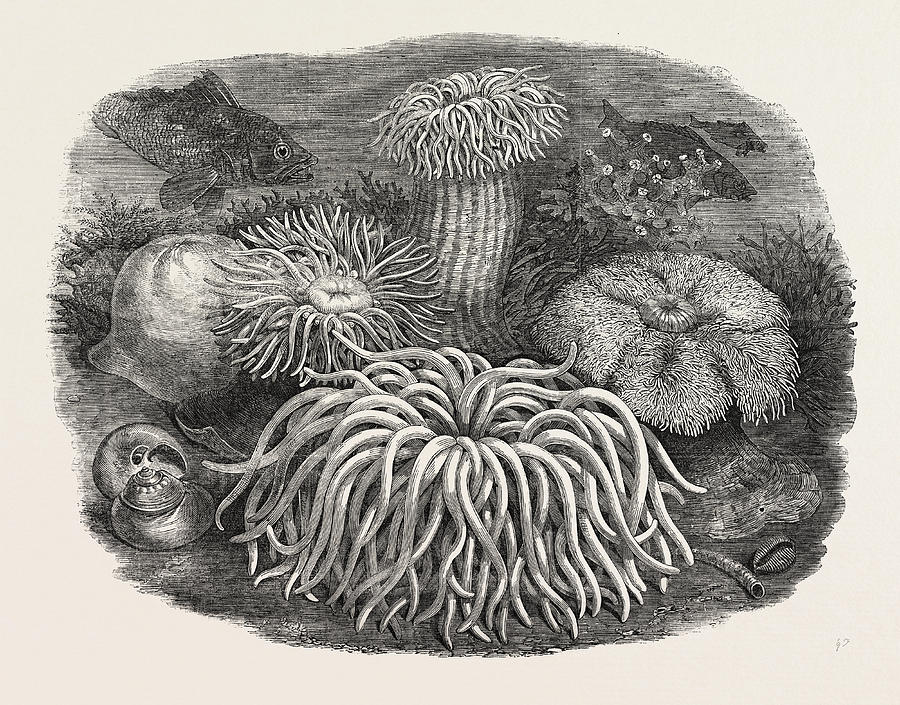 900x705 Sea Anemones In The Gardens Of The Zoological Society Drawing By