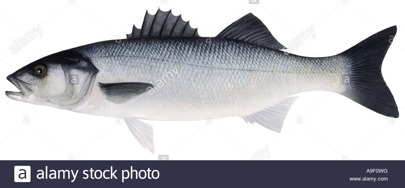 1300x603 Bass, Sea Bass (Dicentrarchus Labrax), Drawing Stock Photo