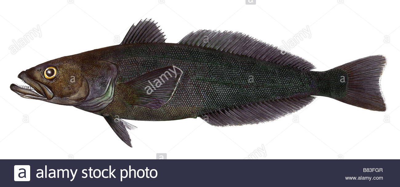 1300x608 Patagonian Toothfish, Chilean Sea Bass (Dissostichus Eleginoides