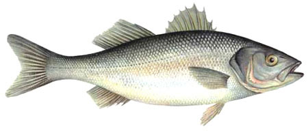 450x192 Sea Bass (Morone Chrysops) Guernsey Ref Bella Luce