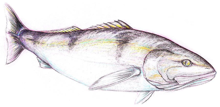 900x440 White Sea Bass Drawing By John Dinsdale