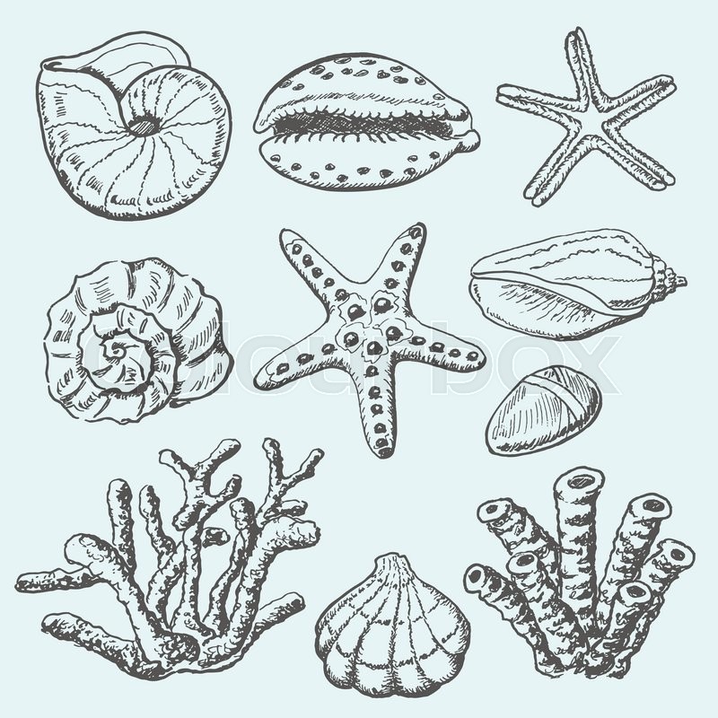 800x800 Vector Collection Of Sea Shells, Coral And Starfish. Hand Drawing