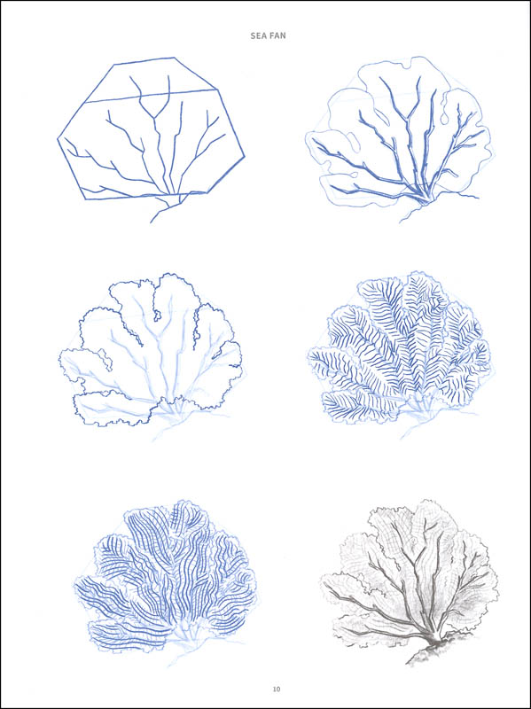 599x800 Draw 50 Sea Creatures (067778) Details