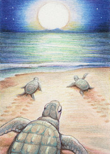 215x300 Sea Turtle Drawings Fine Art America