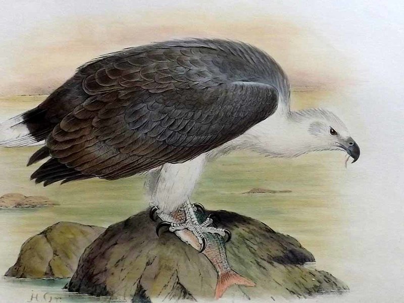 800x600 White Bellied Sea Eagle