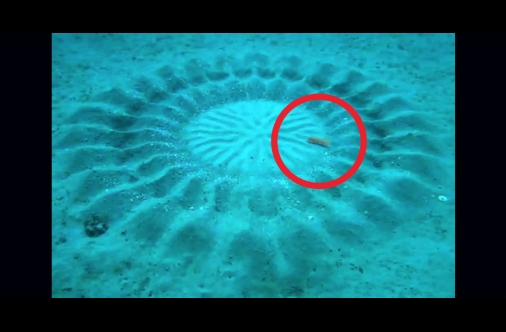 506x332 Scuba Diver Films Artistic Fish Drawing Intricate Designs On