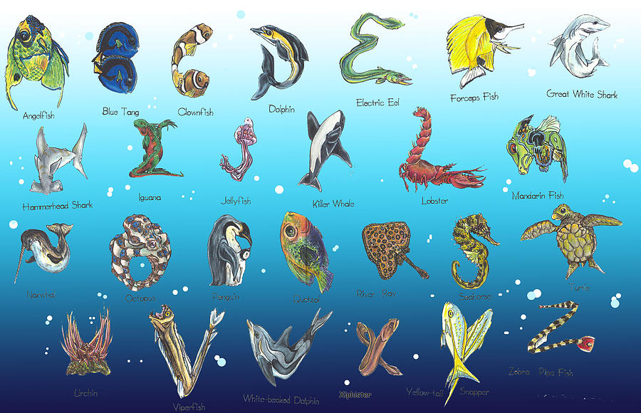 900x580 Sea Alphabet Drawing By Eric Fronapfel