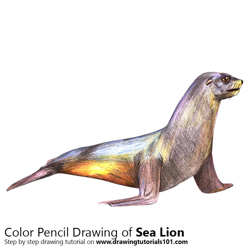 800x800 Sea Lion Colored Pencils