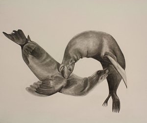 300x251 Sea Lion Drawings