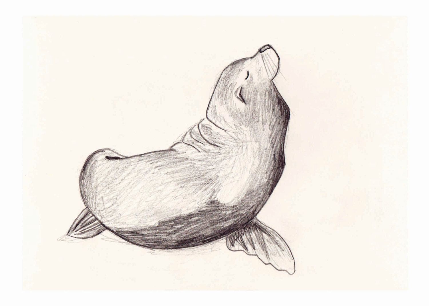 1500x1071 Sea Lion Tats Lion Sketch And Sketches