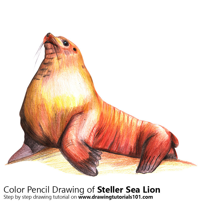 800x800 Steller Sea Lion With Color Pencils [Time Lapse] Drawing