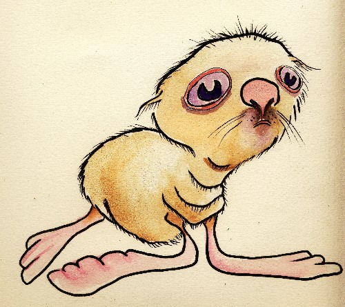 500x445 Albino Sea Lion Pup