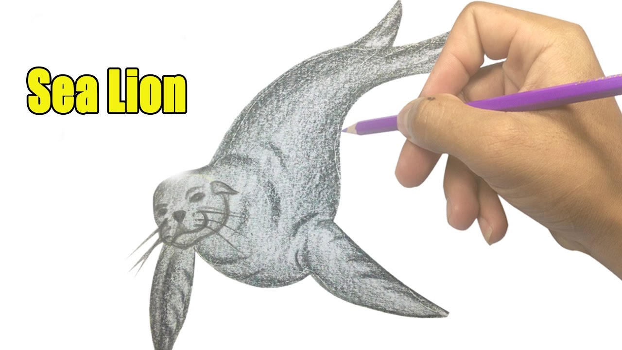 1280x720 How To Draw A Sea Lion 01