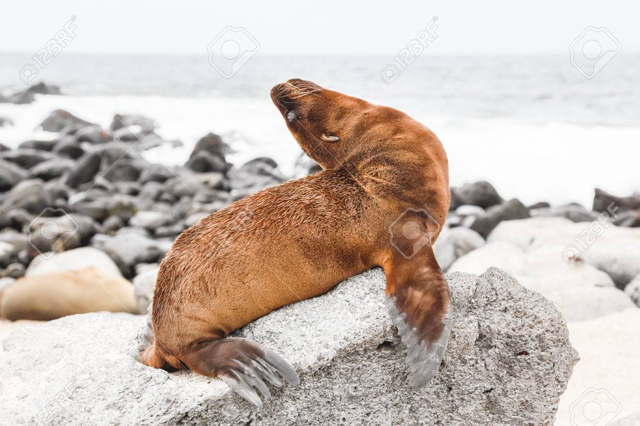 1300x866 Baby Sea Lion On A Rock Drawing Attention Stock Photo, Picture